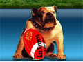 Le site des rugbymen gay et friendly de Montpellier